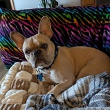 Entry image for Reggie