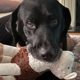 Entry image for Tucker