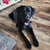 Entry image for Bruce