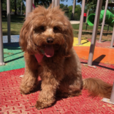 Entry image for Charlee