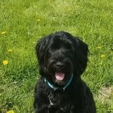 Entry image for Moose