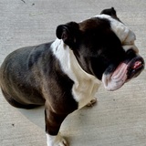 Entry image for Angus 