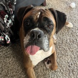 Entry image for Kobe