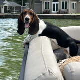 Entry image for Lottie