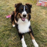 Entry image for Boomer