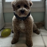 Entry image for Duke