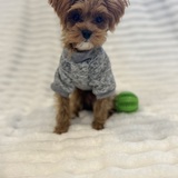 Entry image for Ozzie