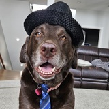 Entry image for Milo