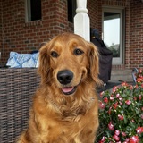 Entry image for Luna