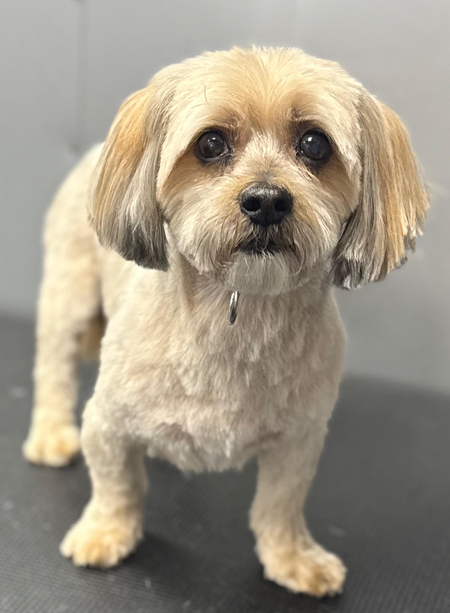 Entry image for Brownie. Clicking this image will show a larger photo