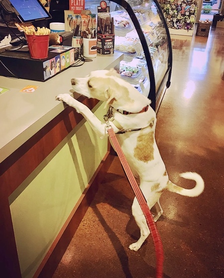 Entry image for Frankie. Clicking this image will show a larger photo