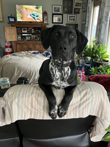 Entry image for Diageo . Clicking this image will show a larger photo