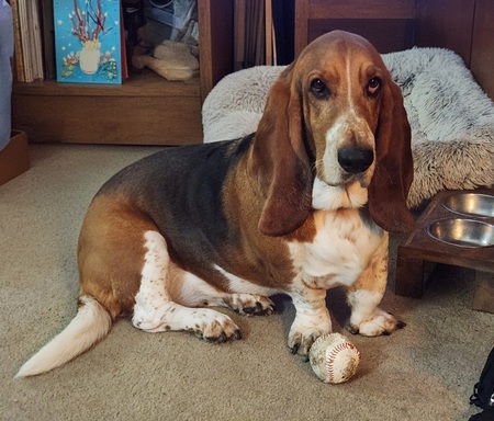 Entry image for Daisy. Clicking this image will show a larger photo