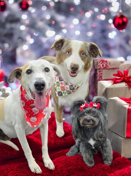 Entry image for Candace Darby Peachie . Clicking this image will show a larger photo