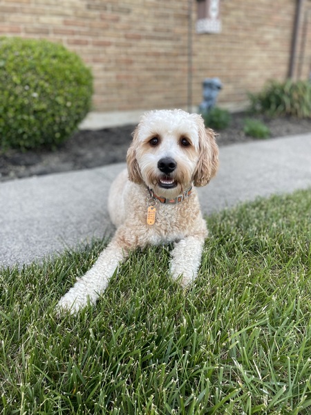 Entry image for Leo . Clicking this image will show a larger photo