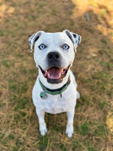 Entry image for Nacho. Clicking this image will show a larger photo