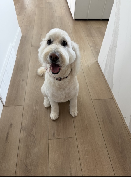 Entry image for Byrd . Clicking this image will show a larger photo