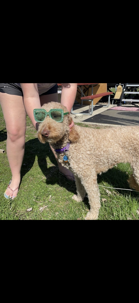 Entry image for Ivy . Clicking this image will show a larger photo