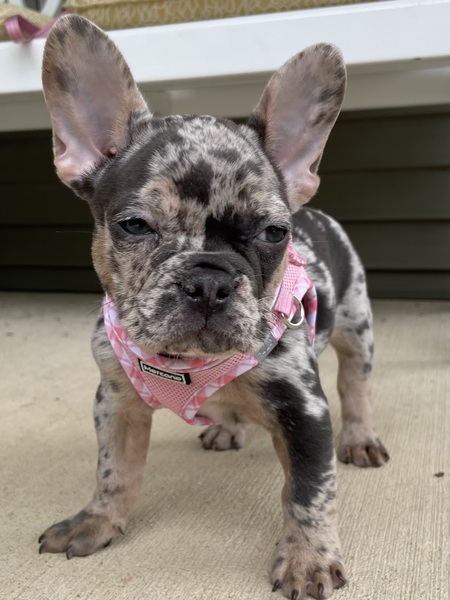 Entry image for Georgie. Clicking this image will show a larger photo