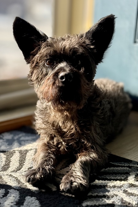 Entry image for Winston . Clicking this image will show a larger photo