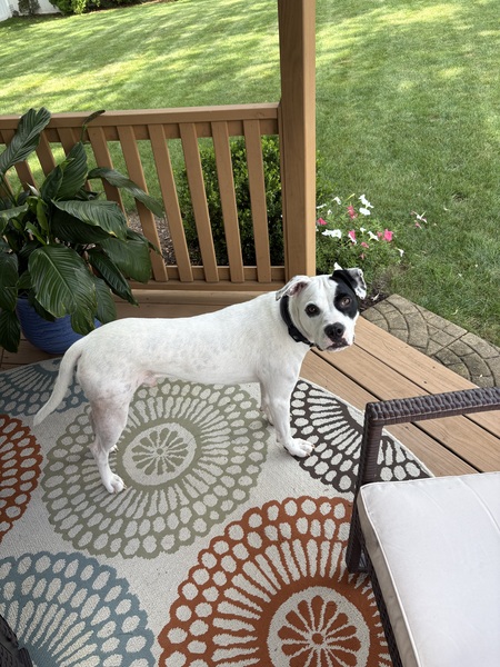 Entry image for Jojo. Clicking this image will show a larger photo