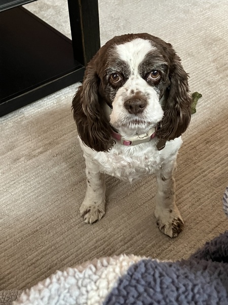 Entry image for Bailey. Clicking this image will show a larger photo