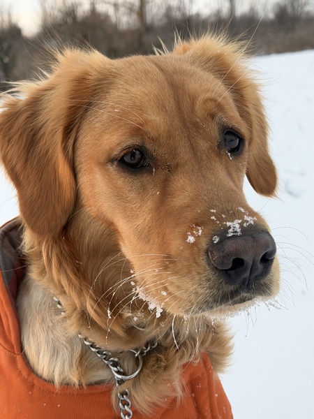 Entry image for Sam. Clicking this image will show a larger photo