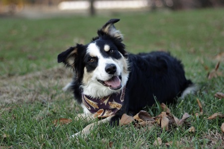 Entry image for Scout. Clicking this image will show a larger photo