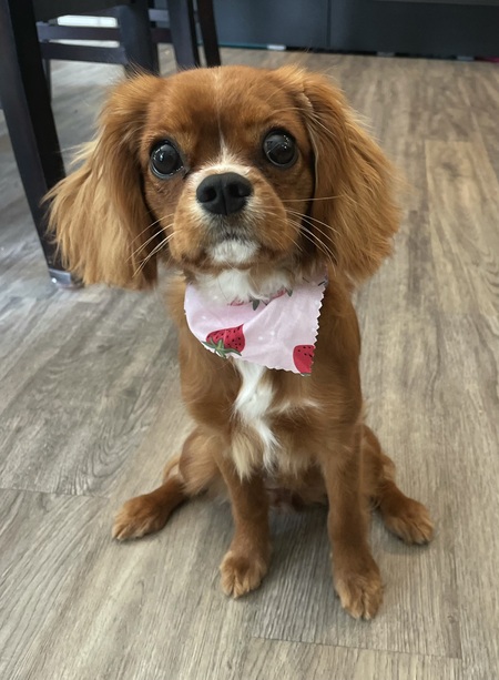 Entry image for Zoe. Clicking this image will show a larger photo