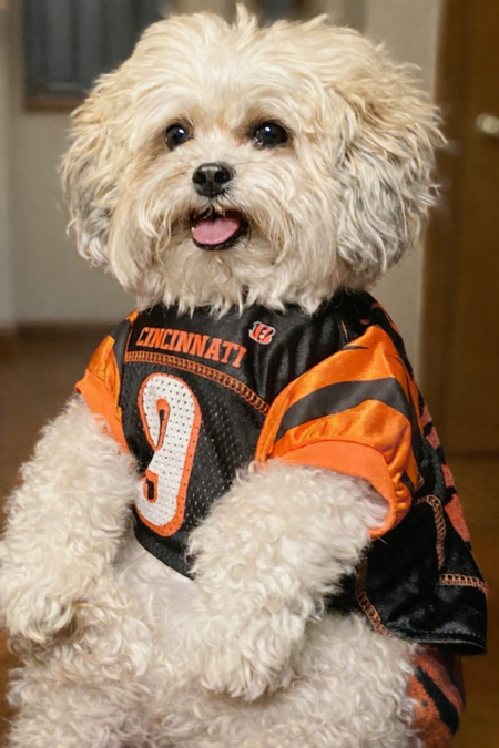 Entry image for Baxter. Clicking this image will show a larger photo