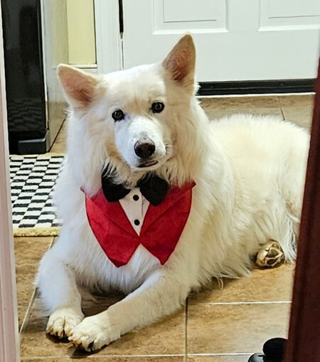 Entry image for Sir Lancelot "Lance". Clicking this image will show a larger photo