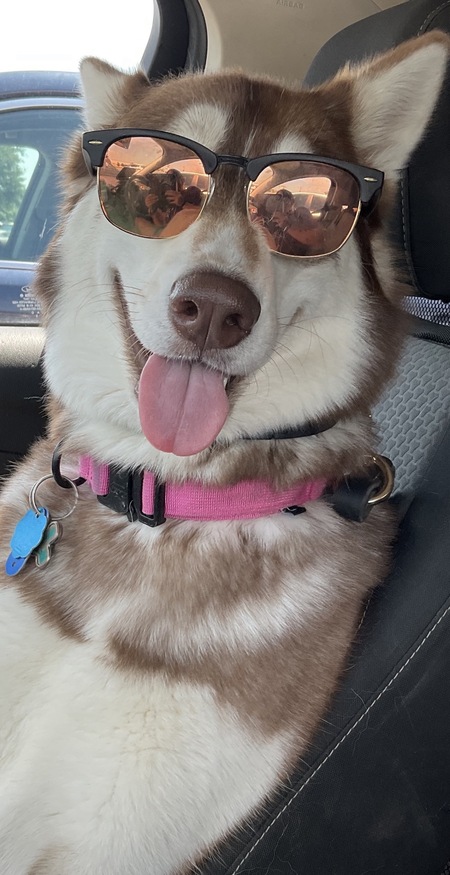 Entry image for Suki. Clicking this image will show a larger photo