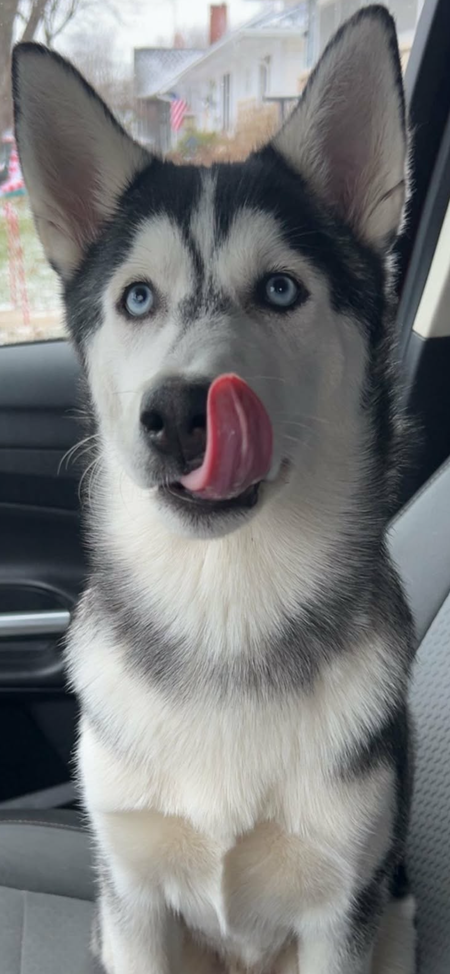 Entry image for Archie. Clicking this image will show a larger photo