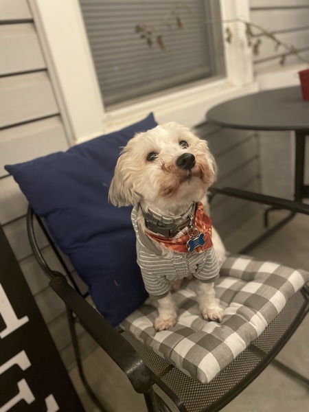 Entry image for Ollie. Clicking this image will show a larger photo