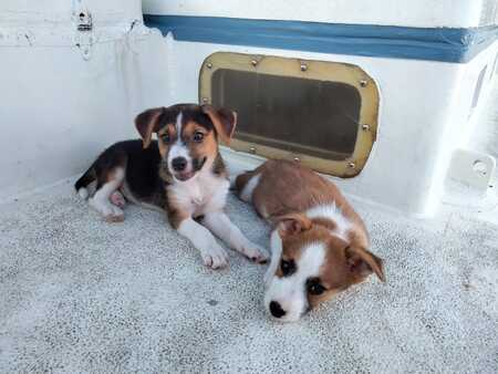 Entry image for Molly & Tilly. Clicking this image will show a larger photo