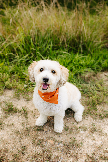 Entry image for Milo. Clicking this image will show a larger photo