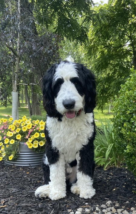 Entry image for Louie. Clicking this image will show a larger photo