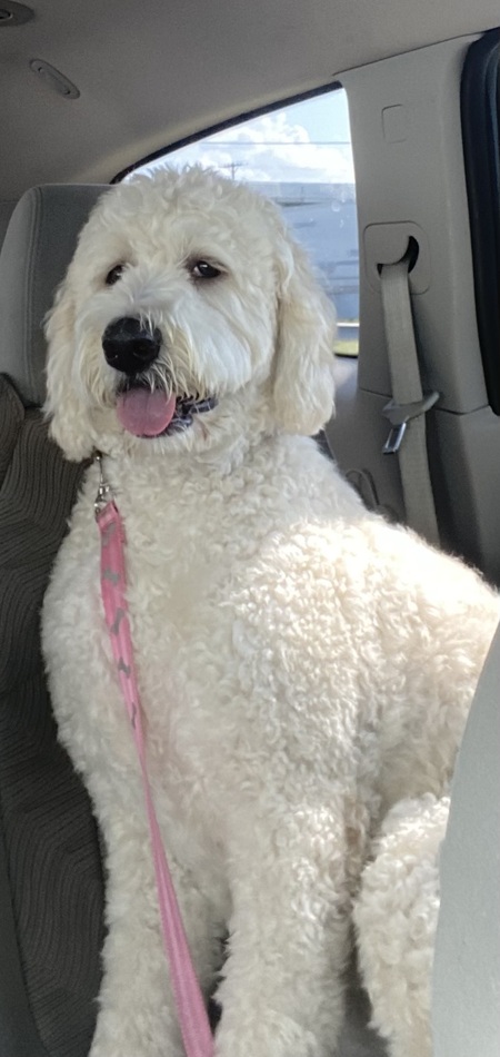 Entry image for Lucy Lou. Clicking this image will show a larger photo