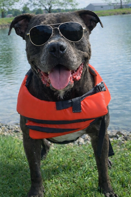 Entry image for Cooper. Clicking this image will show a larger photo