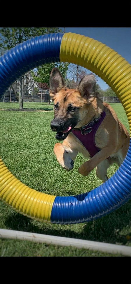 Entry image for Harley. Clicking this image will show a larger photo