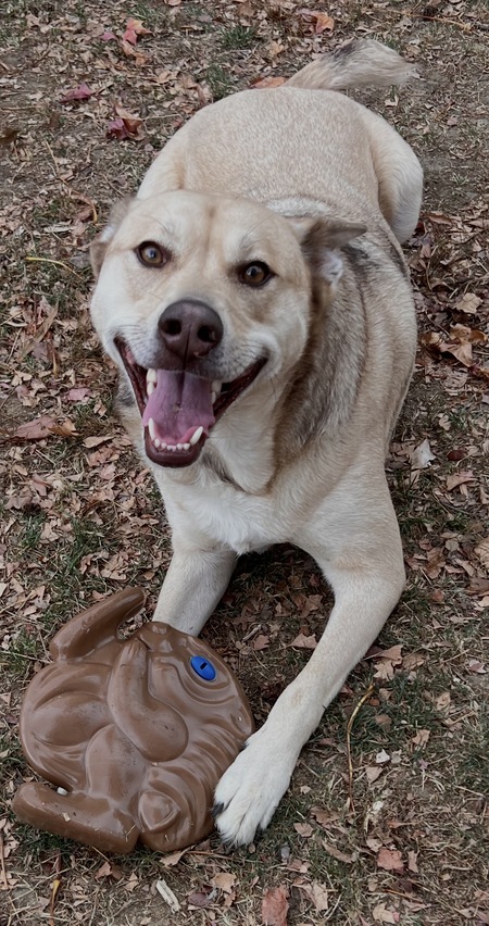 Entry image for Koda. Clicking this image will show a larger photo