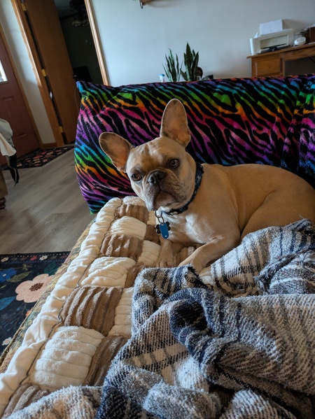 Entry image for Reggie. Clicking this image will show a larger photo