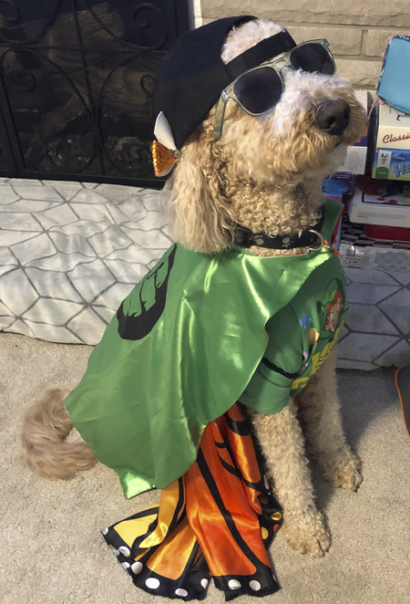 Entry image for Benny. Clicking this image will show a larger photo