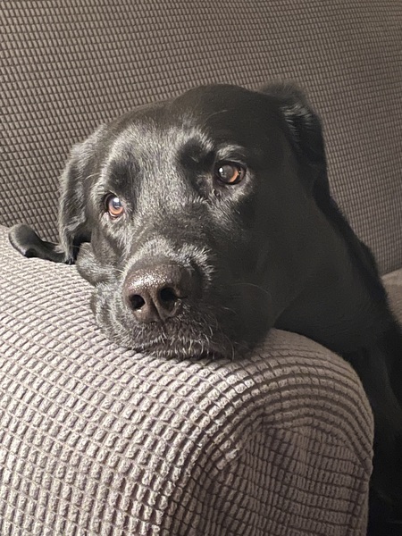 Entry image for Belle. Clicking this image will show a larger photo