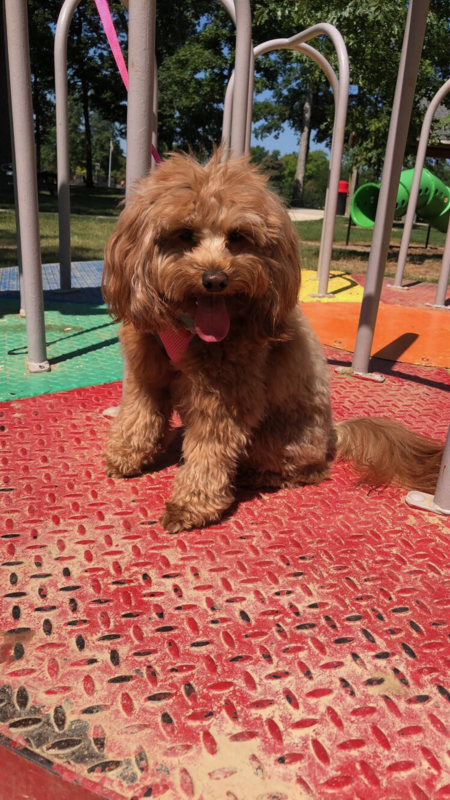 Entry image for Charlee. Clicking this image will show a larger photo