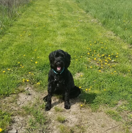 Entry image for Moose. Clicking this image will show a larger photo