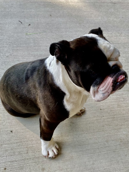 Entry image for Angus . Clicking this image will show a larger photo