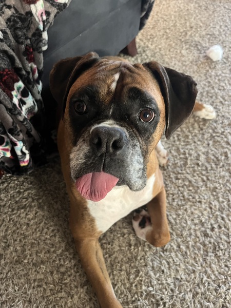 Entry image for Kobe. Clicking this image will show a larger photo