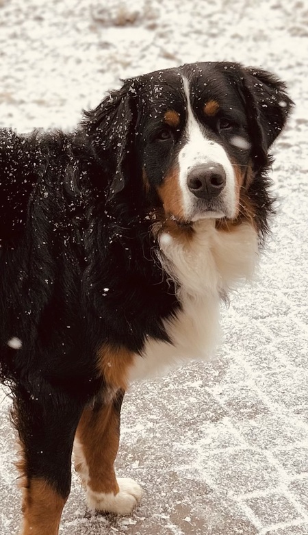 Entry image for Rip. Clicking this image will show a larger photo