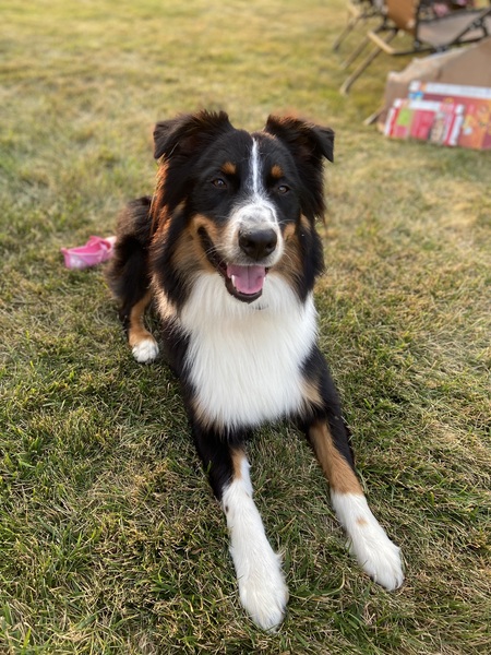 Entry image for Boomer. Clicking this image will show a larger photo